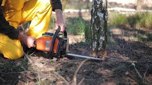 Best Lawn Maintenance Plans  in Bay Shore, NY