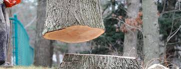 Best Tree Preservation Services  in Bay Shore, NY