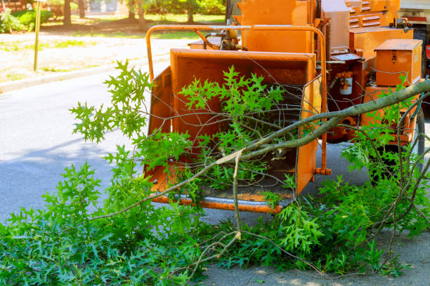 Best Tree Health Inspection  in Bay Shore, NY