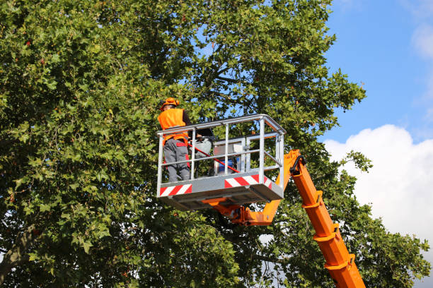Best Tree Removal  in Bay Shore, NY