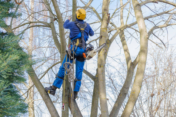How Our Tree Care Process Works  in  Bay Shore, NY