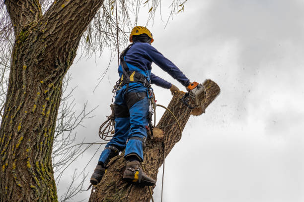 Best Leaf Removal  in Bay Shore, NY