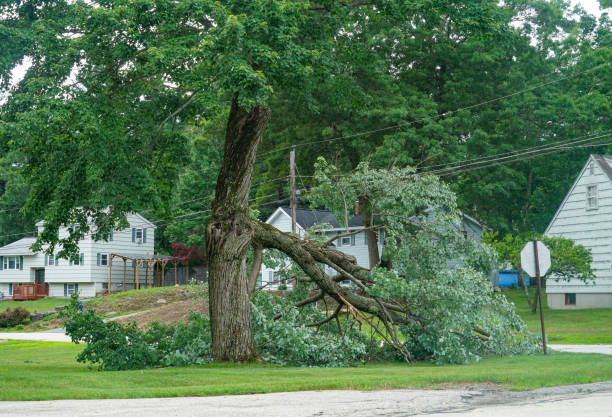 Best Tree Maintenance Programs  in Bay Shore, NY