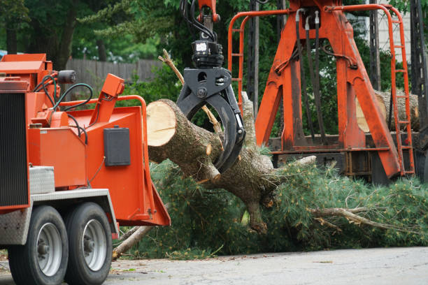 Best Lot and Land Clearing  in Bay Shore, NY