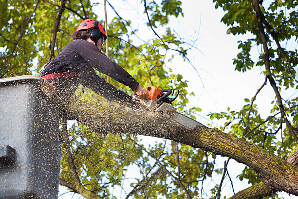 Best Lawn Disease Treatment  in Bay Shore, NY