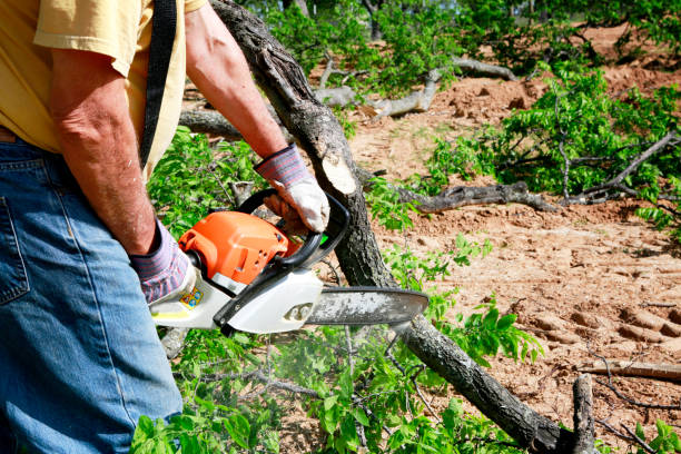 Best Seasonal Cleanup (Spring/Fall)  in Bay Shore, NY